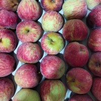 Apples - Royal Delicious (Small)